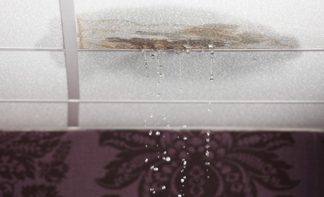 Plumber Park Orchards